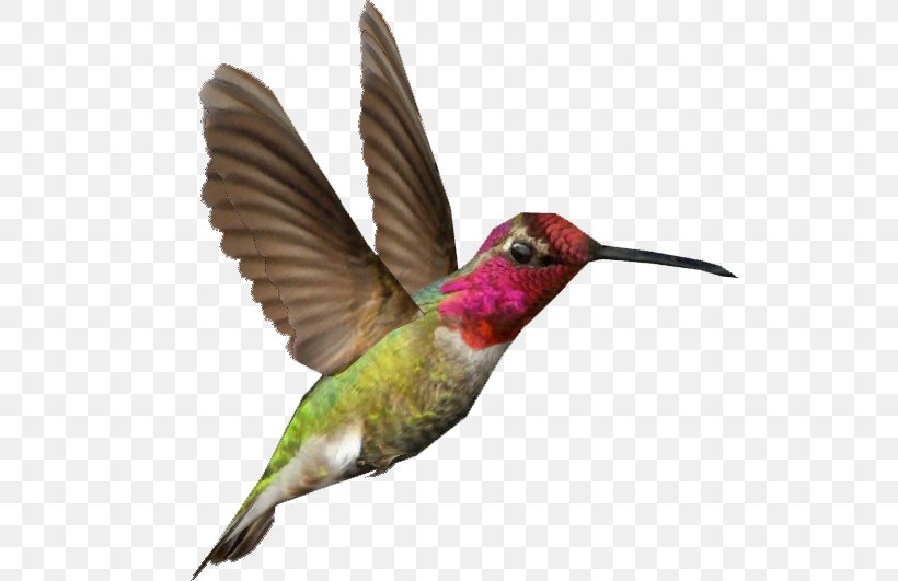 Zoo Tycoon 2 Hummingbird Clip Art, PNG, 531x531px, Zoo Tycoon 2, Animal, Beak, Bird, Coraciiformes Download Free