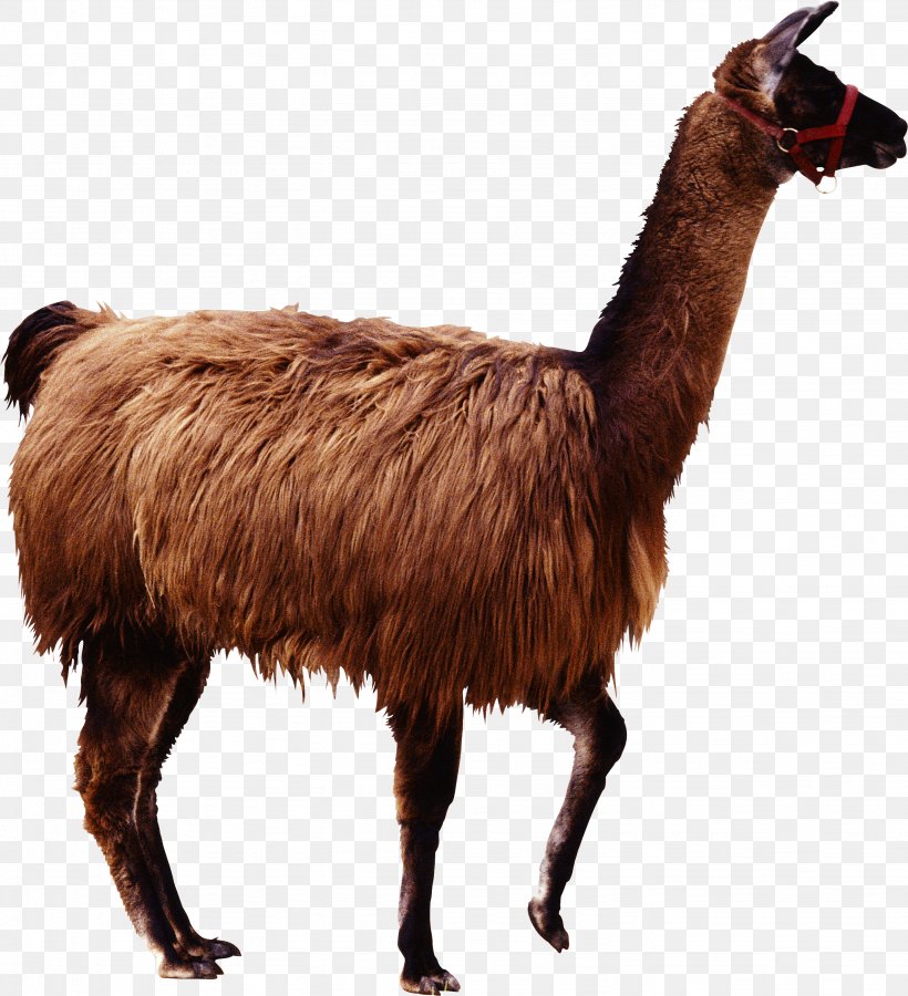 Alpaca Llama Guanaco Camel, PNG, 2866x3146px, Alpaca, Animal, Camel, Camel Like Mammal, Fauna Download Free