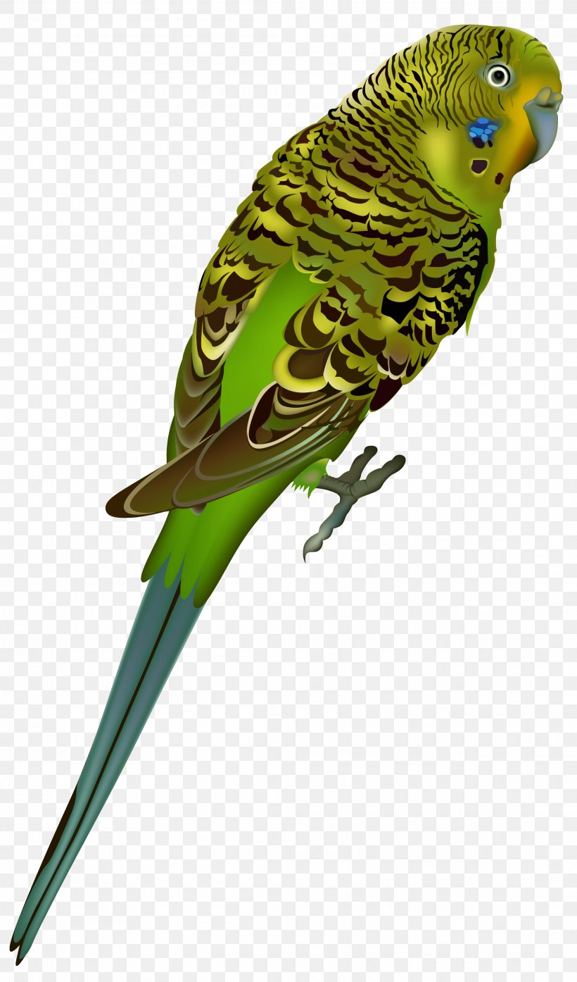 Budgerigar Bird Parrot Clip Art, PNG, 2216x3769px, Budgerigar, Beak, Bird, Common Pet Parakeet, Fauna Download Free