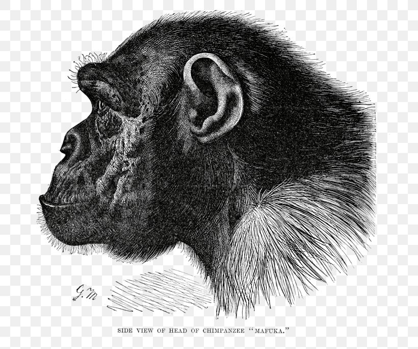 Great Apes Gorilla Common Chimpanzee Bonobo Primate, PNG, 760x684px, Great Apes, African Apes, Ape, Black And White, Bonobo Download Free
