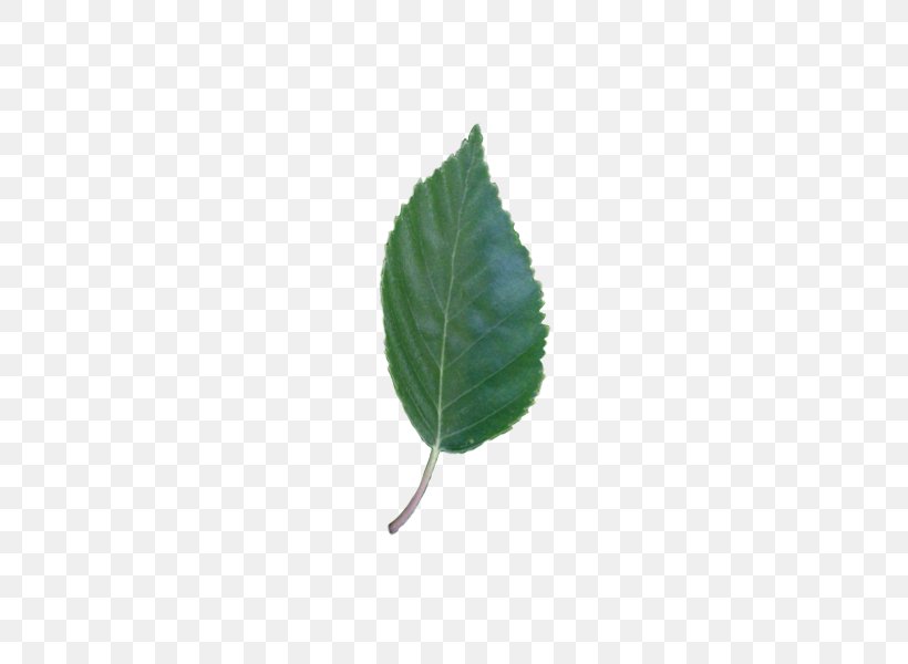Leaf Plant Stem, PNG, 450x600px, Leaf, Plant, Plant Stem Download Free