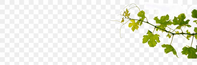 White Wine Common Grape Vine Fortified Wine, PNG, 877x292px, White Wine, Branch, Common Grape Vine, Flora, Flowering Plant Download Free