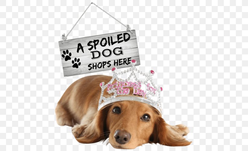 Dachshund Golden Retriever Puppy Cat Pet Sitting, PNG, 500x500px, Dachshund, Carnivoran, Cat, Companion Dog, Dog Download Free