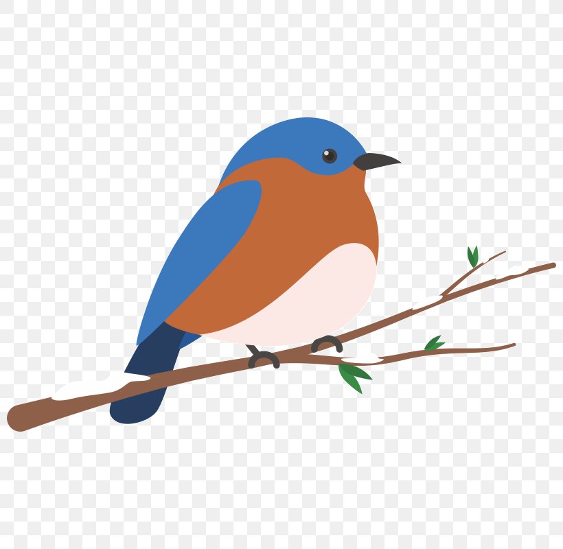European Robin Bird Clip Art, PNG, 800x800px, European Robin, Beak, Bird, Bluebird, Branch Download Free