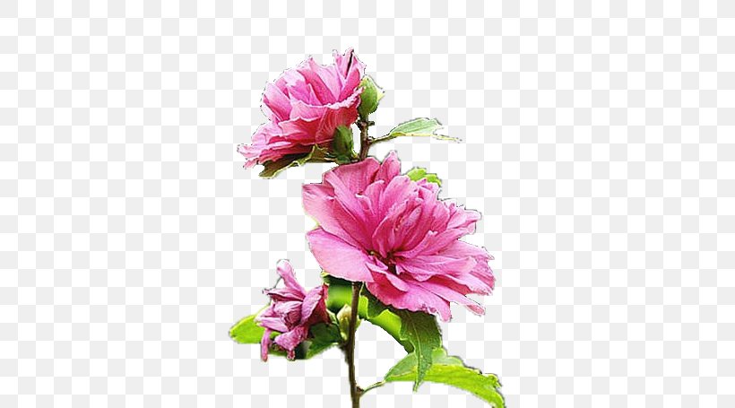 Floral Design Cut Flowers Artificial Flower Herbaceous Plant, PNG, 666x455px, Floral Design, Annual Plant, Artificial Flower, Cabbage Rose, Cut Flowers Download Free