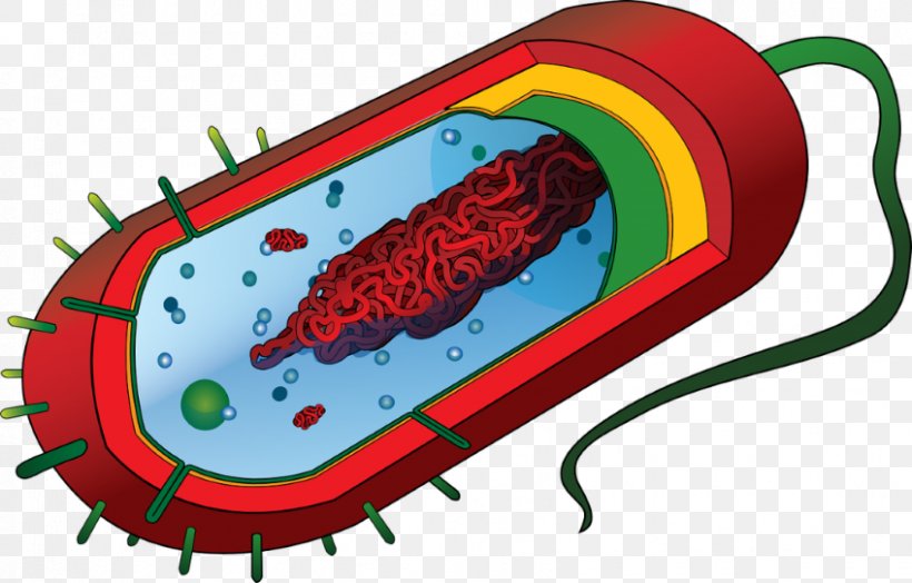 Prokaryote Eukaryote Cell Bacteria Diagram, PNG, 848x542px, Watercolor, Cartoon, Flower, Frame, Heart Download Free