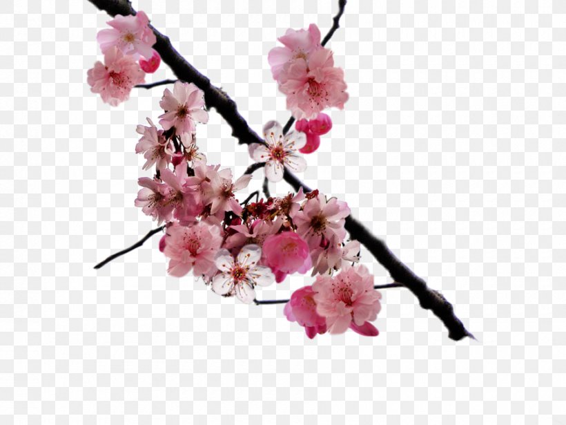 Cherry Blossom Clip Art, PNG, 900x675px, Cherry Blossom, Art, Artificial Flower, Blossom, Branch Download Free