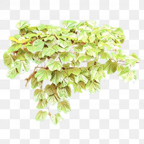 Perennial Plant Spirea - Flower Plant Leaf Flowering Plant Hydrangea PNG
