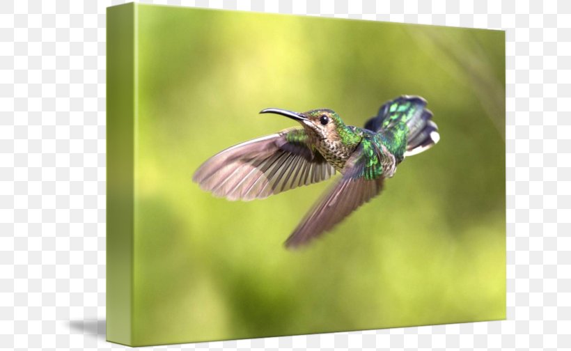 Insect Fauna Hummingbird M Wildlife Beak, PNG, 650x504px, Insect, Beak, Bird, Fauna, Hummingbird Download Free