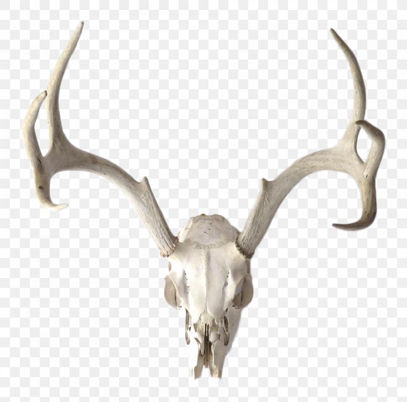 Reindeer Trophy Hunting Horn Bone, PNG, 902x891px, Reindeer, Antelope, Antler, Bone, Deer Download Free