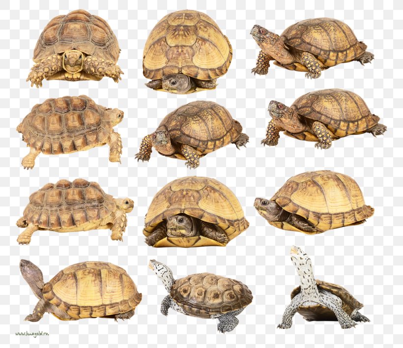 Box Turtles Tortoise Clip Art, PNG, 800x708px, Box Turtles, Box Turtle, Emydidae, Fauna, Organism Download Free