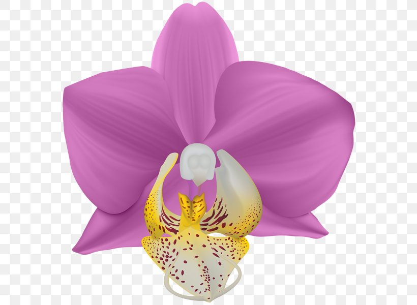 Moth Orchids Lilac Violet Cut Flowers, PNG, 584x600px, Moth Orchids, Cattleya, Cattleya Orchids, Color, Cut Flowers Download Free