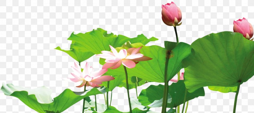 Nelumbo Nucifera Lotus Root Clip Art, PNG, 1482x660px, Nelumbo Nucifera, Aquatic Plant, Bamboo, Chinese Garden, Flora Download Free