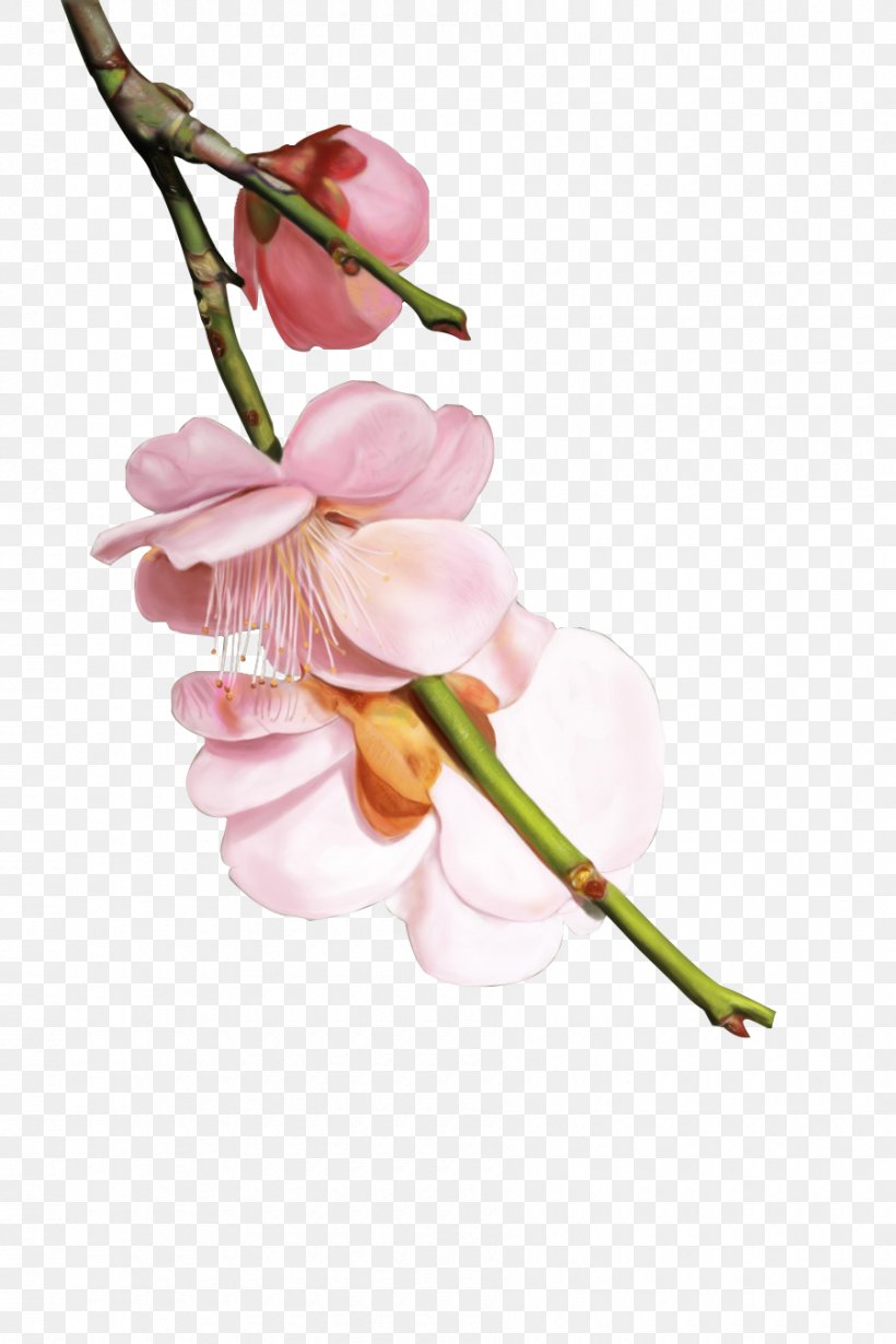 Cherry Blossom, PNG, 900x1350px, Blossom, Branch, Cerasus, Cherry Blossom, Computer Graphics Download Free