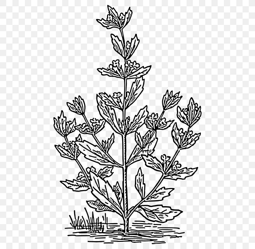 Coloring Book Drawing Image Pennyroyal, PNG, 508x800px, Coloring Book, American Larch, Ausmalbild, Botany, Branch Download Free