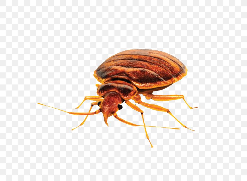 Insect Bed Bug Control Techniques Pest Control, PNG, 600x600px, Insect, Arthropod, Bed, Bed Bug, Bed Bug Bite Download Free