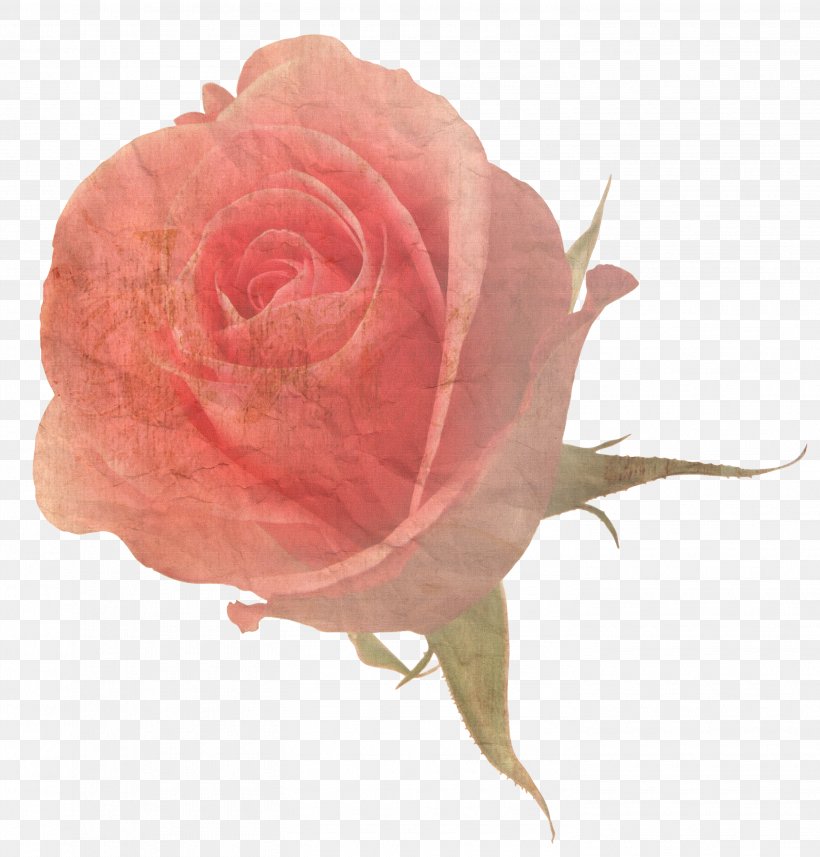 Flower Rose Stock Photography, PNG, 2935x3071px, Flower, Cut Flowers, Floribunda, Flowering Plant, Garden Roses Download Free