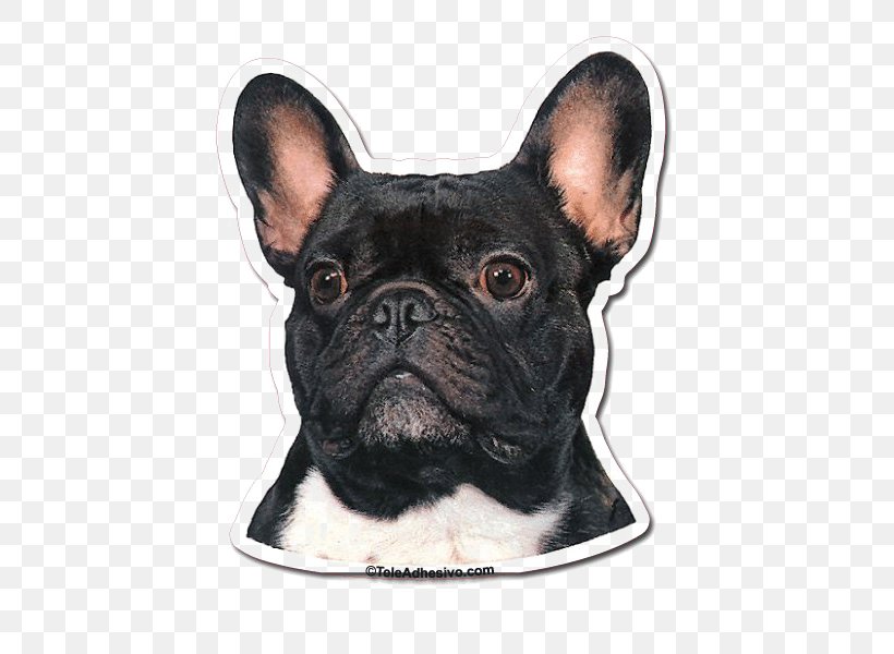 French Bulldog Toy Bulldog Dog Breed Companion Dog, PNG, 600x600px, French Bulldog, American Bulldog, Breed, Bulldog, Bulldog Breeds Download Free