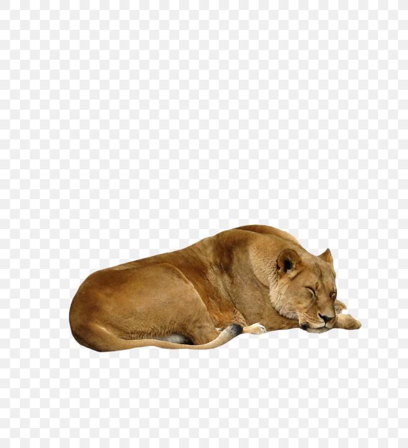 Lion DeviantArt, PNG, 800x900px, Lion, Big Cats, Carnivoran, Cat Like Mammal, Data Compression Download Free