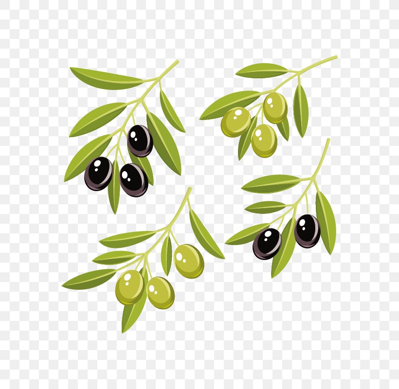 Olive Oil Vector Graphics Clip Art Olive Leaf, PNG, 800x800px, Olive, Branch, Flowering Plant, Food, Fruit Download Free