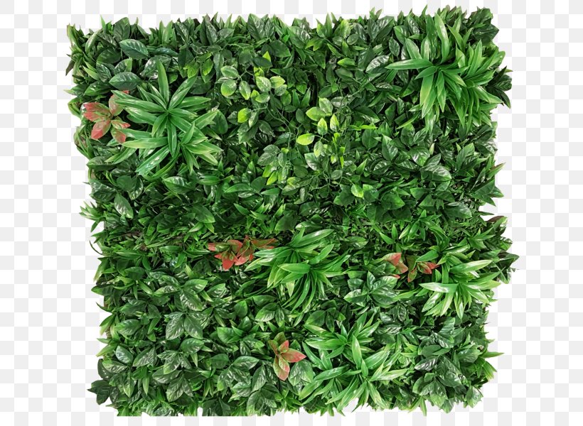 Plant Green Wall Garden Shrub, PNG, 800x600px, Plant, Artificial Flower, Artificial Turf, Evergreen, Flower Download Free