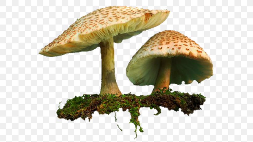 Shiitake Common Mushroom Clip Art, PNG, 600x463px, Shiitake, Agaricaceae, Agaricomycetes, Allah, Common Mushroom Download Free
