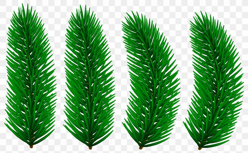 Silver Clip Art, PNG, 5000x3087px, Silver, Christmas, Conifer, Grass, Grass Family Download Free