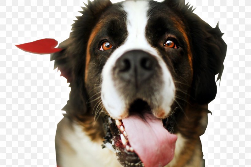St. Bernard Puppy Desktop Wallpaper High-definition Television 1080p, PNG, 826x550px, 4k Resolution, St Bernard, Animal, Dog, Dog Breed Download Free