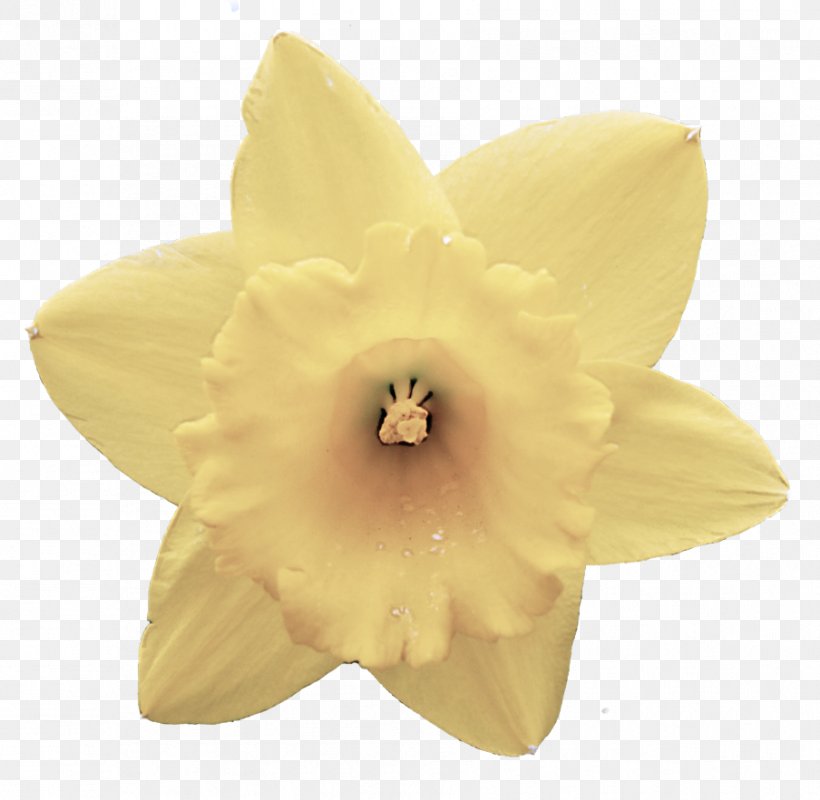 Yellow Petal Flower Plant Narcissus, PNG, 904x883px, Yellow, Amaryllis Family, Cattleya, Dendrobium, Flower Download Free