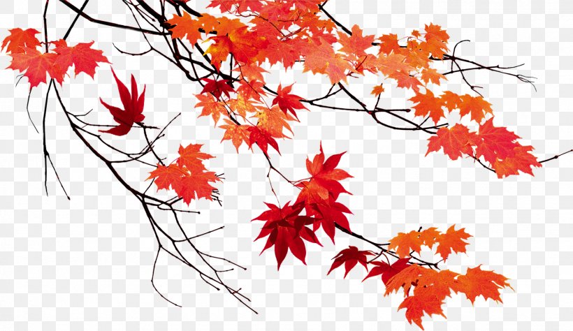 Autumn Leaf Color Maple Leaf, PNG, 1529x884px, Autumn, Autumn Leaf Color, Branch, Floral Design, Flower Download Free