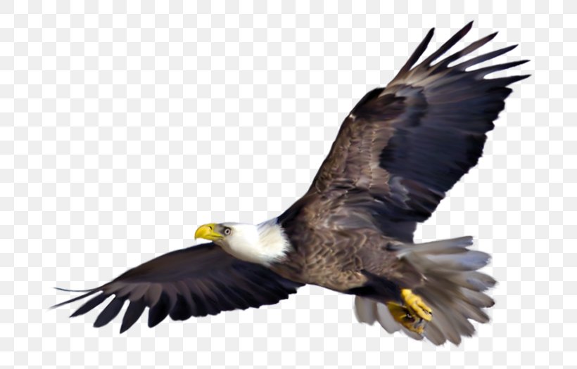 Bird .pptx Clip Art, PNG, 700x525px, Bird, Accipitriformes, Bald Eagle, Beak, Bird Of Prey Download Free