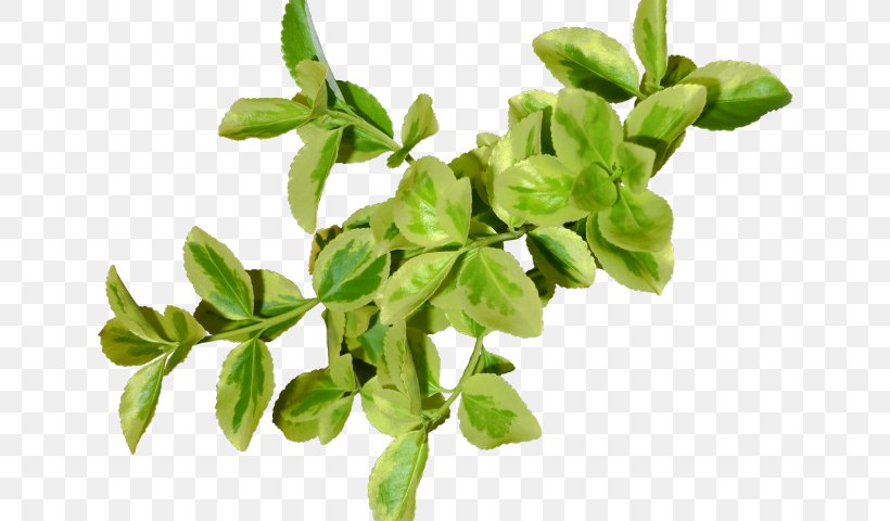 Green Leaf Background, PNG, 640x480px, Leaf, Autumn Leaf Color, Basil, Branch, Fines Herbes Download Free