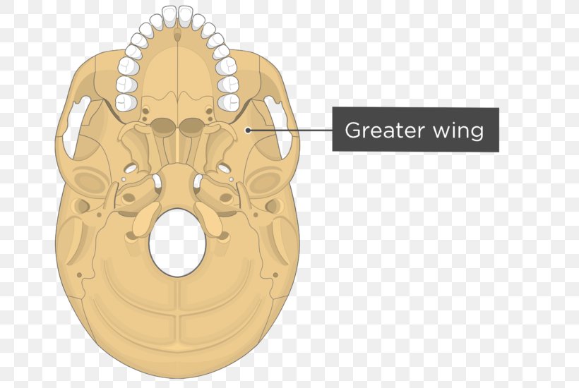 Pterygoid Processes Of The Sphenoid Medial Pterygoid Muscle Sphenoid Bone Lateral Pterygoid Muscle Pterygoid Hamulus, PNG, 745x550px, Pterygoid Processes Of The Sphenoid, Anatomy, Bone, Greater Wing Of Sphenoid Bone, Hardware Accessory Download Free