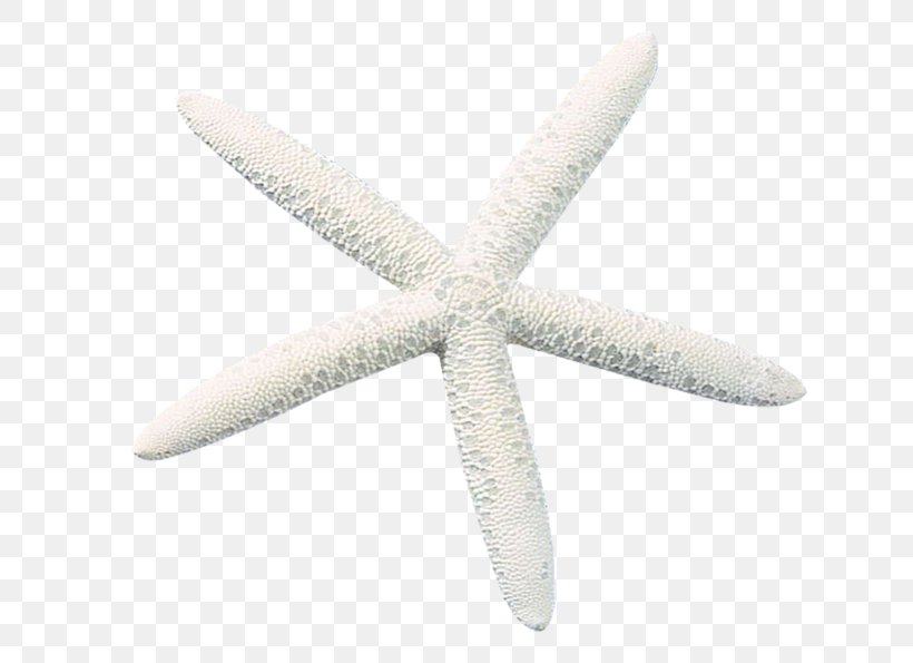 Starfish Echinoderm Amazon.com Customer Satisfaction, PNG, 699x595px, Starfish, Amazoncom, Customer, Customer Satisfaction, Echinoderm Download Free