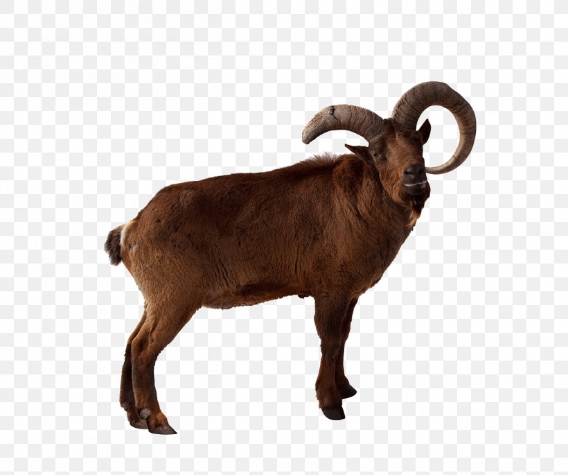 Toggenburg Goat Markhor Barbary Sheep East Caucasian Tur, PNG, 1307x1092px, Toggenburg Goat, Advertising, Barbary Sheep, Cow Goat Family, East Caucasian Tur Download Free