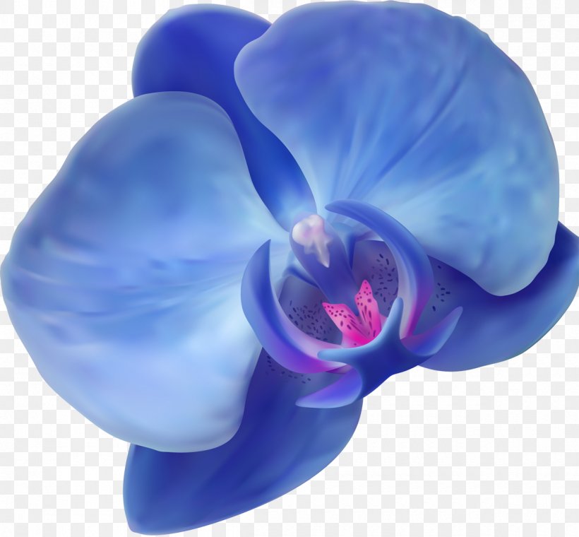 Blue Orchids Flower, PNG, 1200x1113px, Blue, Cobalt Blue, Flower, Flowering Plant, Information Download Free