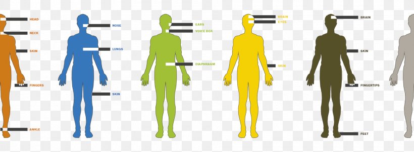 Human Scale Human Body Human Behavior Image, PNG, 1920x709px, Human, Anatomy, Animal, Boy, Chart Download Free