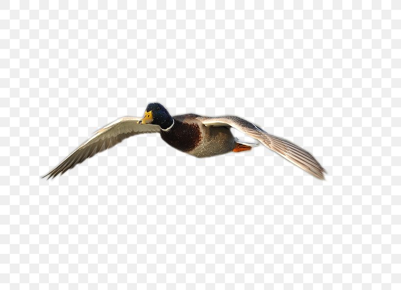 Mallard Goose Duck Fauna Beak, PNG, 800x594px, Mallard, Beak, Bird, Duck, Ducks Geese And Swans Download Free