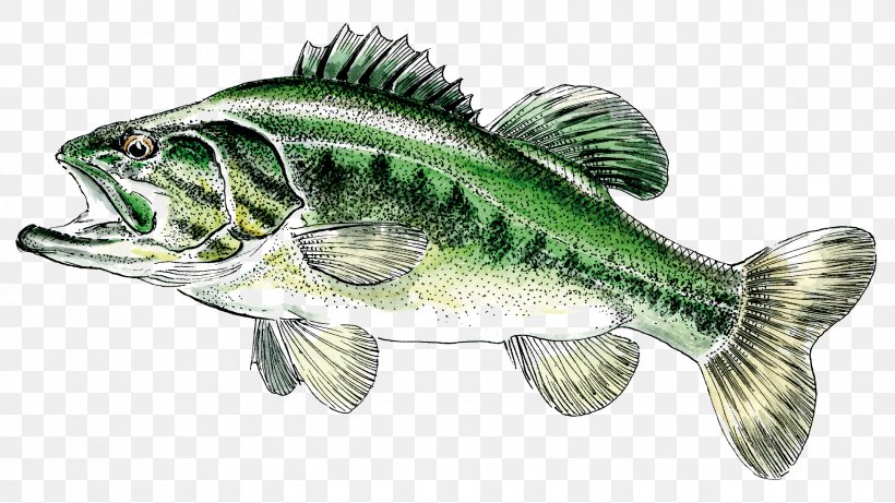 Northern Pike Largemouth Bass Fishing Zander, PNG, 1932x1088px, Northern Pike, Barramundi, Bass, Carp, Catch And Release Download Free