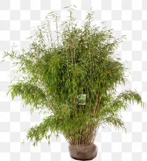 Grasses Fargesia Murielae Bamboo Garden Flowerpot Png
