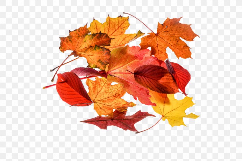 Download Leaf Clip Art, PNG, 1200x800px, Leaf, Autumn, Autumn Leaf Color, Display Resolution, Image Resolution Download Free