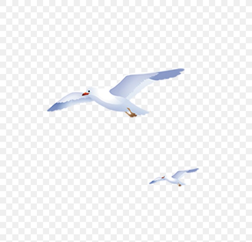 Flight Sky European Herring Gull, PNG, 817x785px, Flight, Beak, Bird, Charadriiformes, European Herring Gull Download Free