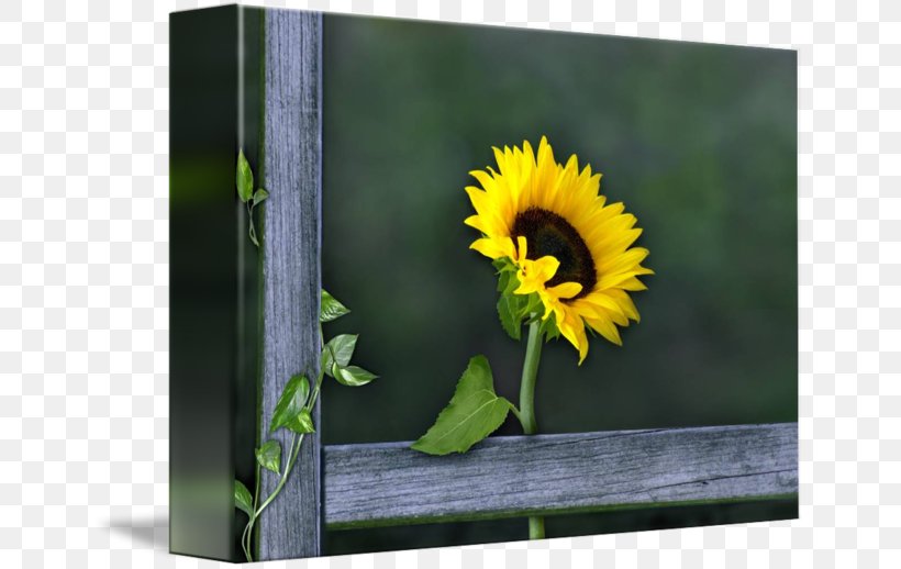 Gallery Wrap Picture Frames Sunflower Seed Canvas Art, PNG, 650x518px, Gallery Wrap, Art, Canvas, Daisy Family, Flower Download Free