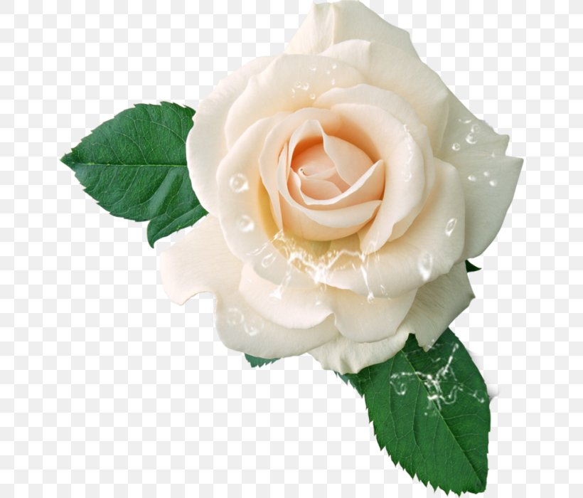 Hybrid Tea Rose Clip Art, PNG, 654x700px, Rose, Art, Artificial Flower, Cut Flowers, Drawing Download Free