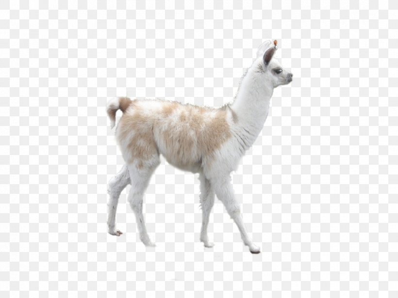 Llama Alpaca Camel Desktop Wallpaper Inca Empire, PNG, 1080x810px, Llama, Alpaca, Animal, Animal Figure, Animation Download Free