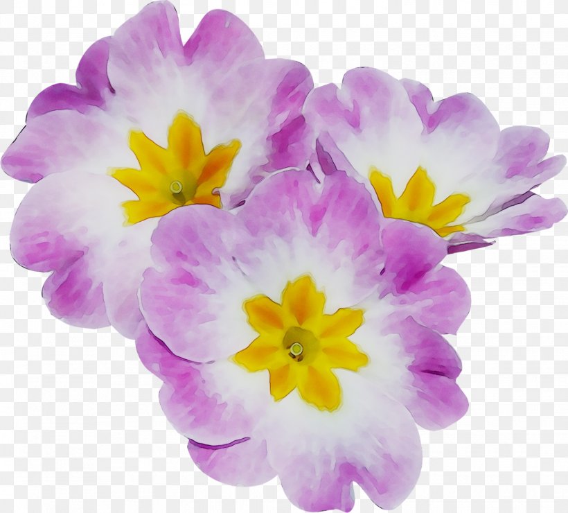 Primrose Annual Plant Violet Crocus Plants, PNG, 1548x1397px, Primrose, Annual Plant, Crocus, Flower, Flowering Plant Download Free