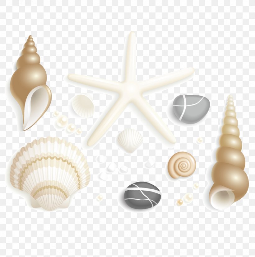 Seashell Starfish Drawing Clip Art, PNG, 876x882px, Seashell, Beach, Cartoon, Conchology, Drawing Download Free