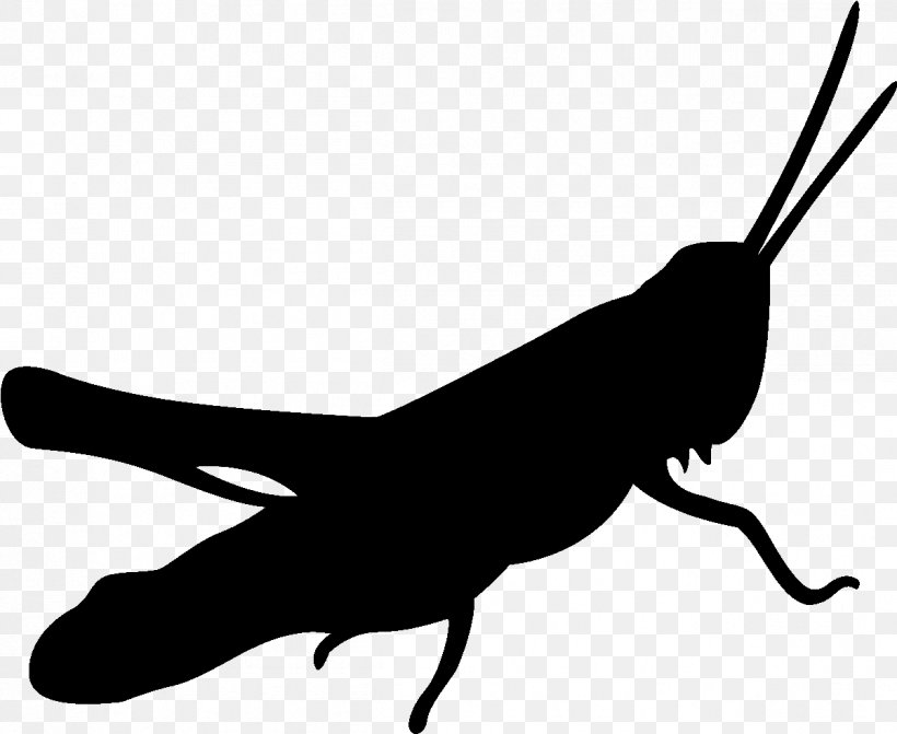 Silhouette Insect, PNG, 1201x984px, Silhouette, Black, Blackandwhite, Cricket, Cricketlike Insect Download Free