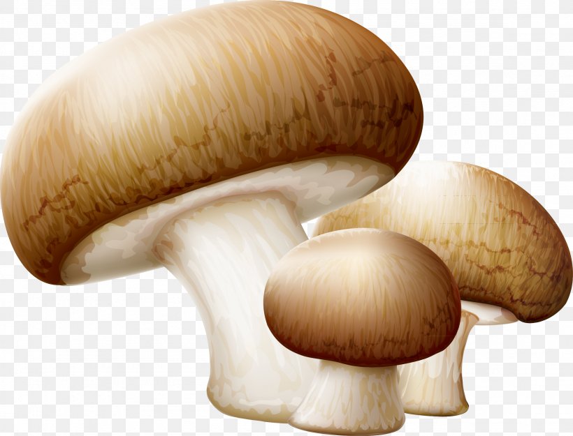 Common Mushroom Edible Mushroom Clip Art, PNG, 2309x1760px, Common Mushroom, Agaricaceae, Agaricomycetes, Agaricus, Boletus Edulis Download Free