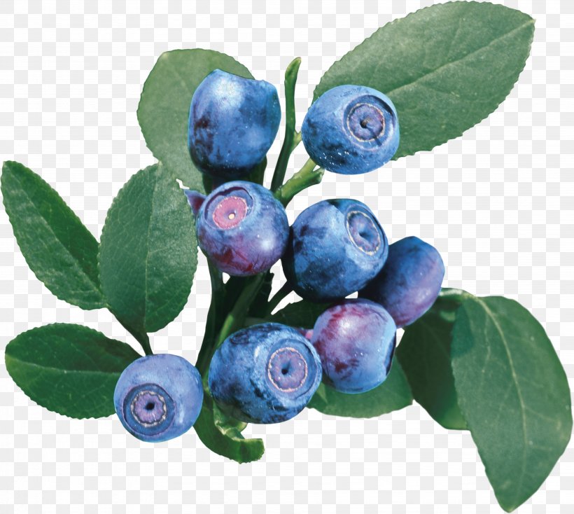 European Blueberry Bilberry Vaccinium Uliginosum Raster Graphics, PNG, 3903x3495px, Bilberry, Aristotelia Chilensis, Berry, Blueberry, Blueberry Tea Download Free